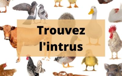 Quiz – trouvez l’animal intrus